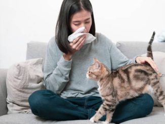 Solutions efficaces pour prendre soin d'un chat allergique