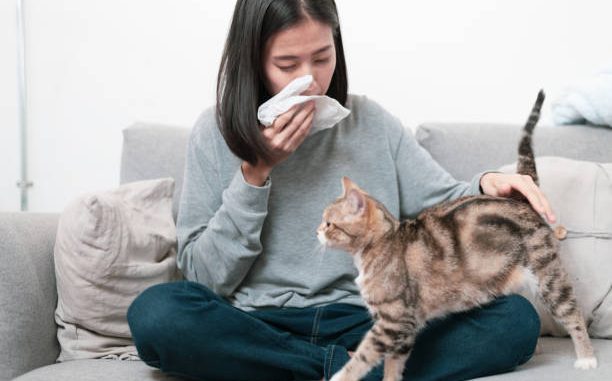 Solutions efficaces pour prendre soin d'un chat allergique