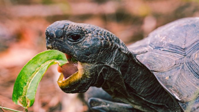 tortues en train de pondre