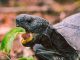 tortues en train de pondre