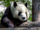 pandas en Chine